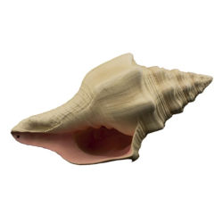 Bioscape Murex Shell 17.5cm|