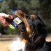 Goat Horn Treats for Dogs Large|