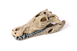 Kazoo Crocodile Skull with Air & Moving Jaw Ornament Medium|