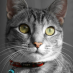 Rogz AlleyCat Cat Collar XSmall Purple|