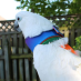 Avian Fashions Noodle Neck Soft Collar for Birds Large|