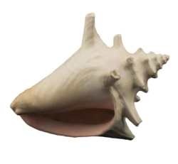 Bioscape Milk Conch Shell 15cm|
