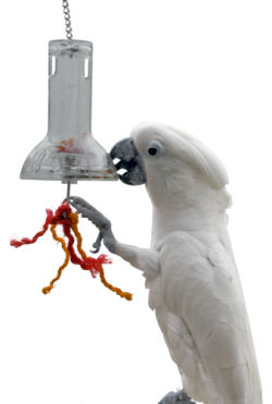 Paradise Bird Toy Foraging Capsule|