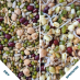 Raw For Birds Sprouting Blend 250g|